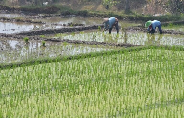 KETAHUAAAN…! Ini Alasan Banyak Investor Incar Lahan Sawah Untuk Investasi