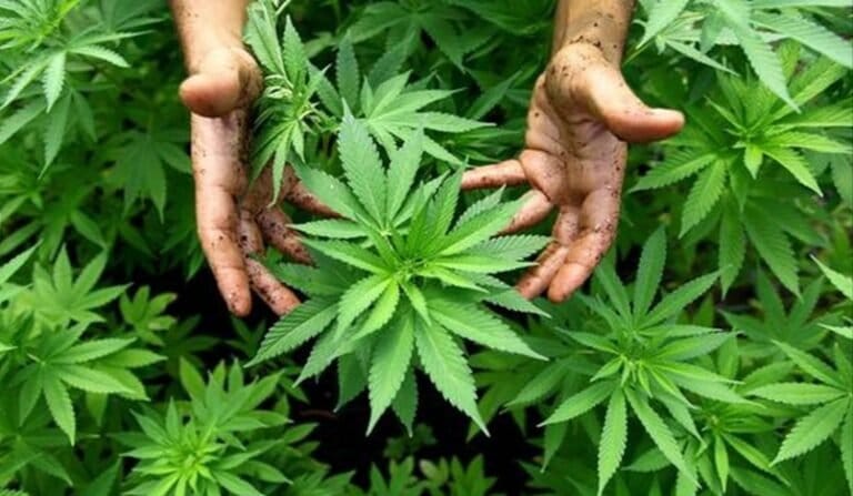 PENTING NIH DOK…! Ganja Bisa Turunkan Resiko Pasien Covid-19 Meninggal