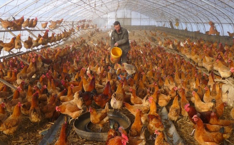 WASPADA SERANGAN BARU…! Peningkatan Kasus Flu Burung Pada Manusia Di China: Varian Cepat Berubah