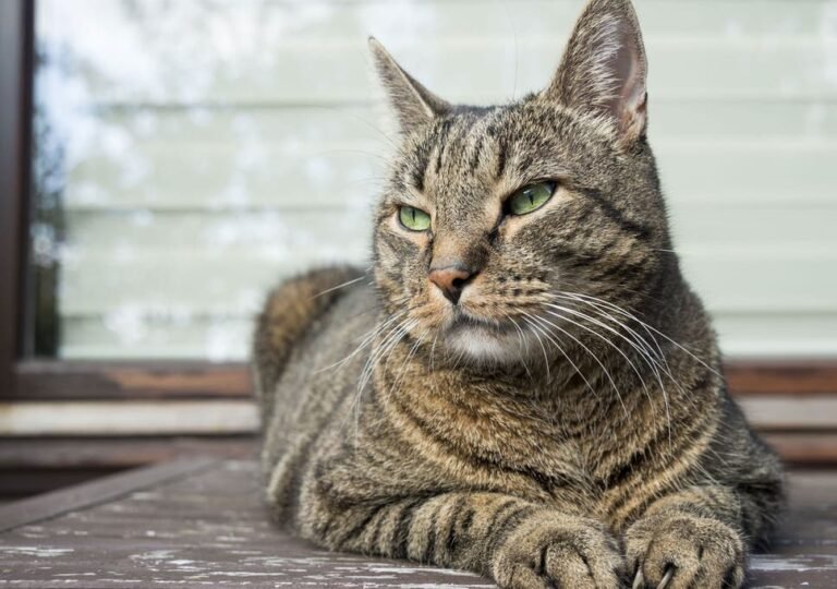 KAMU PERLU TAHU BEIBZ..! 7 Jenis Penyakit yang Bisa Ditularkan Kucing ke Manusia, Ketahui Bahayanya Merdeka