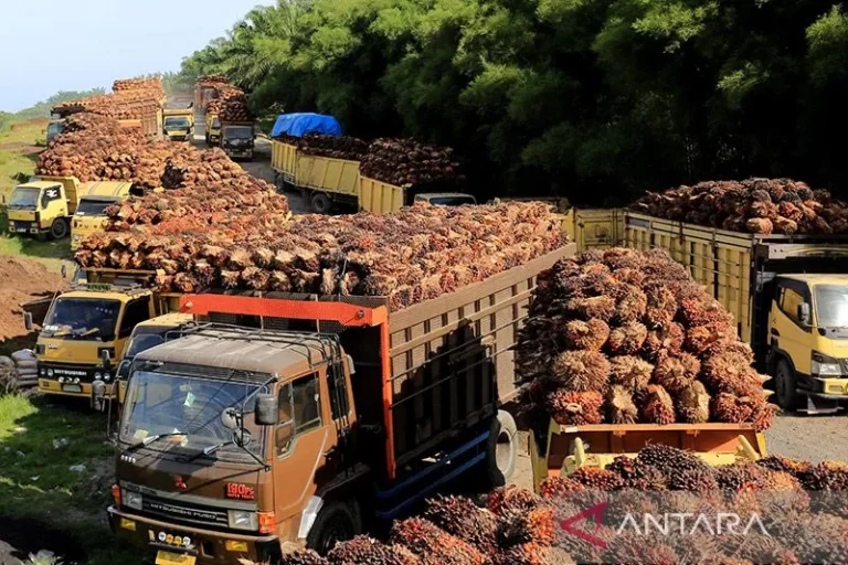 BUKTIKAN DONG…! Pemerintah Optimistis Menang Gugatan Sawit Melawan Uni Eropa Di WTO