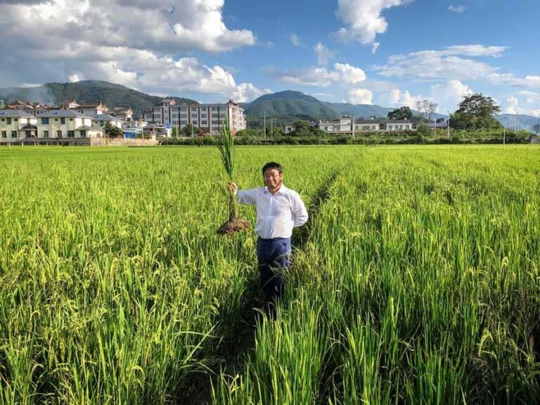 DISINI KAPAN…? Petani Tiongkok Mulai Tanam ‘Padi Abadi’, Memotong Separuh Biaya