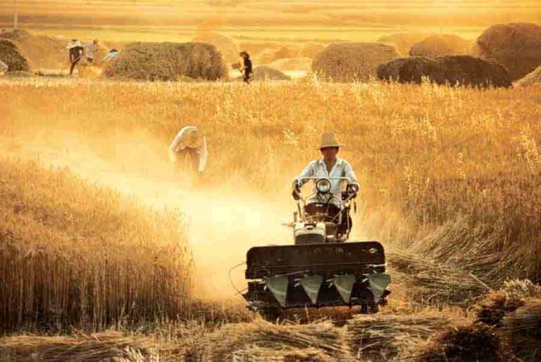 Perang Melawan Pertanian Global: Dibalik Kebohongan Krisis Pangan