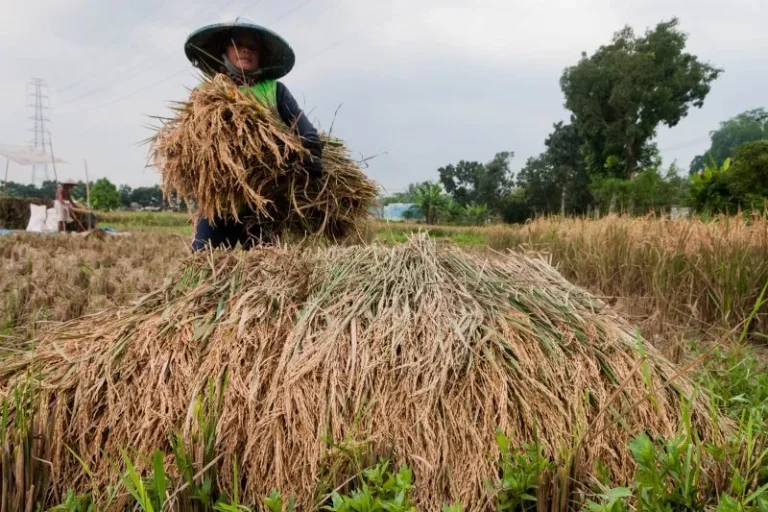BENER GAK NIH…? BPS: Kenaikan Harga Gabah & Beras Kembali Menguat