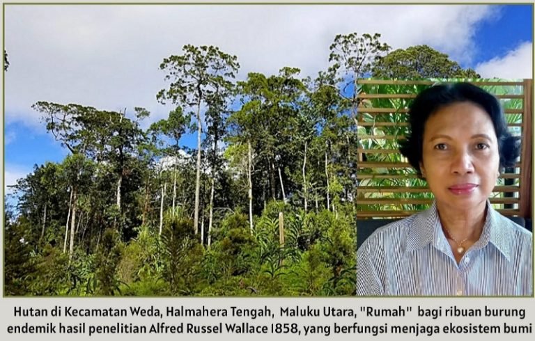 CEK LAGI PAK JOKOWI…! Engelina Pattiasina: Pertumbuhan Ekonomi Tinggi Maluku Utara Untuk Siapa?