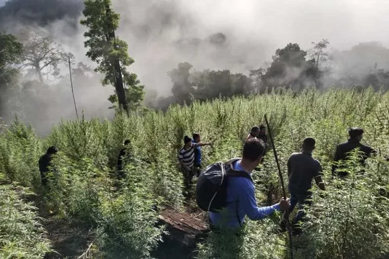 PUNYA SIAPA NIH..? Tim Gabungan TNI Temukan Ladang Ganja 8,9 Hektare Di Nagan Raya