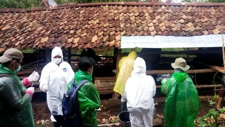 JANGAN ADA MAKAN BANGKAI LAGI..! Antraks Picu Kematian di Gunungkidul, Gegara Makan Sapi Yang Sudah Mati
