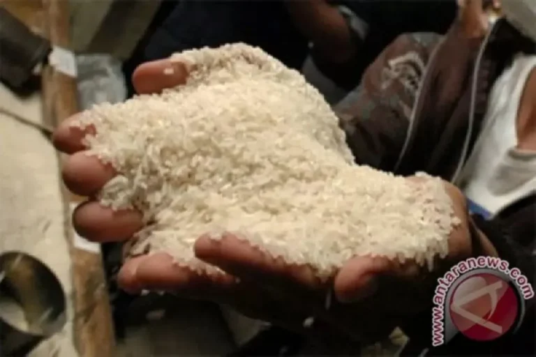 STOP PENTOLOLAN PUBLIK..! Pakar UGM Pastikan Informasi Peredaran Beras Plastik Itu HOAKS