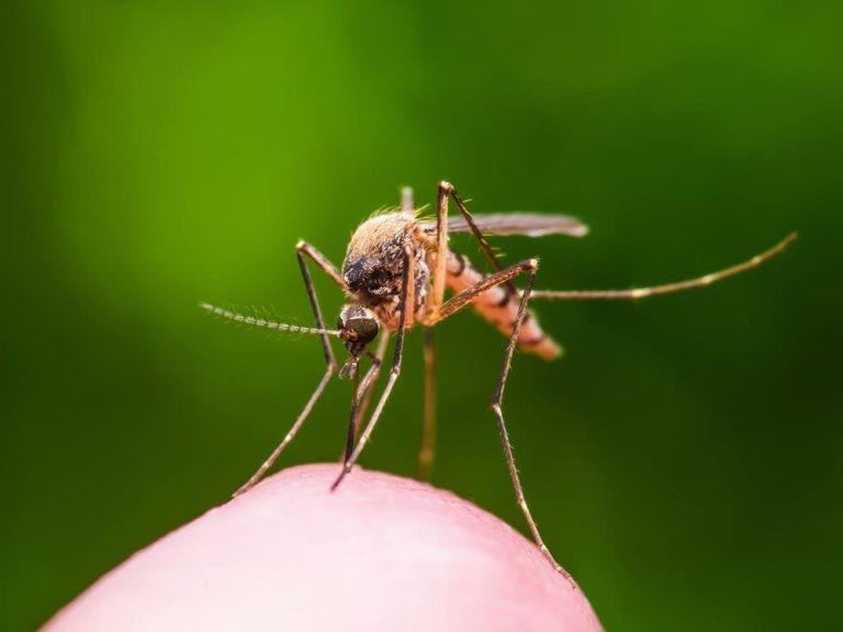 Wolbachia dan Rekayasa Genetika: Kebohongan yang Menyesatkan