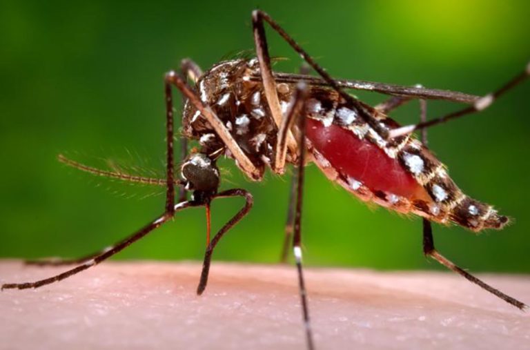Evaluasi Kritis Terhadap Studi Wolbachia-infeksi Aedes aegypti di Yogyakarta