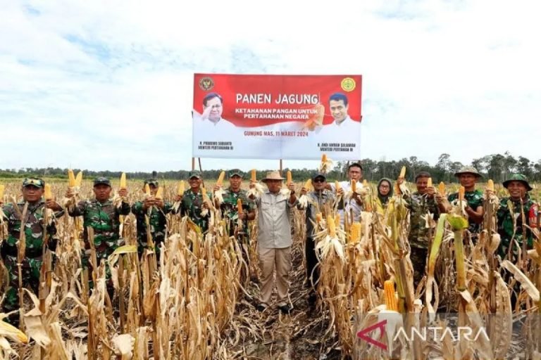 GITU DONG..! Kementerian Pertahanan Panen Jagung Di Kawasan Food Estate Kalteng