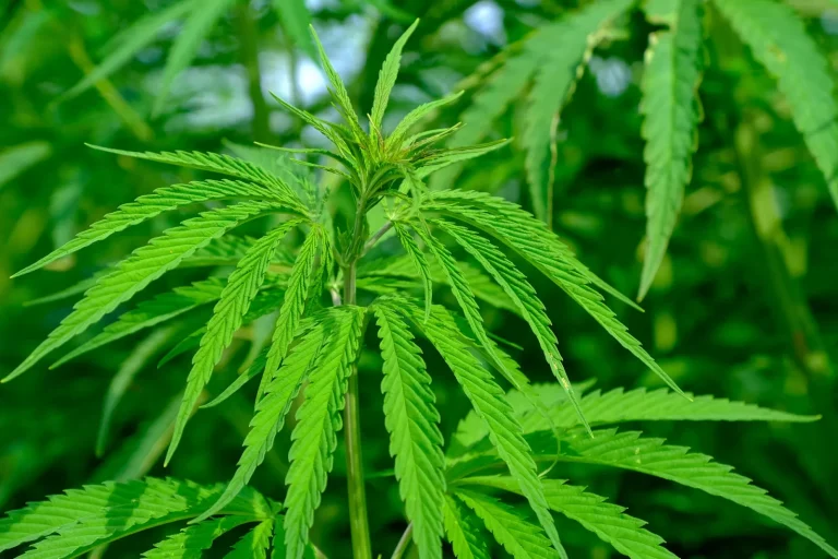 TEROBOSAN PENTING NIH..! Penelitian di Australia Tunjukkan Ganja Dapat Membunuh Sel Kanker Kulit