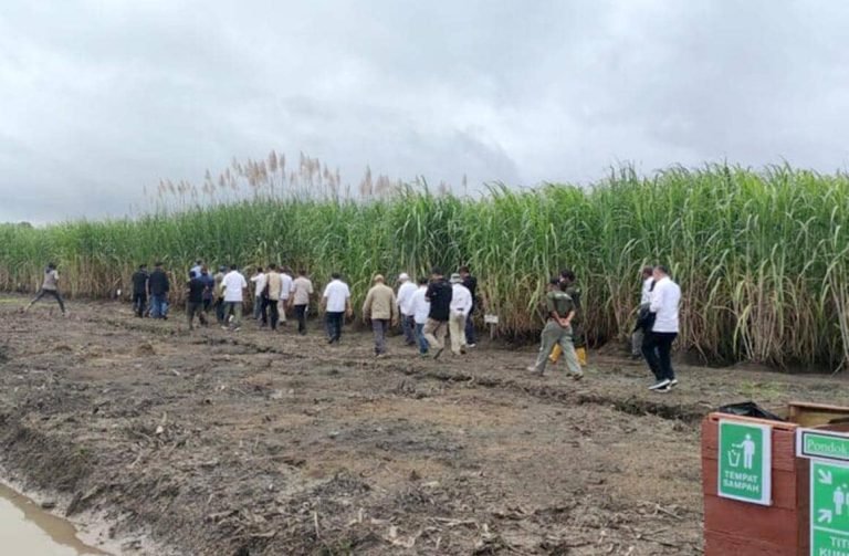 MERUGIKAN RAKYAT LOKAL..! Ekonom Kritik Proyek Food Estate Seluas 2 Juta Hektare di Papua, Disebut Mirip Eksploitasi era Kolonial