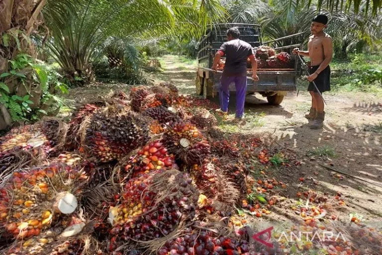 PERUSAHAAN APA AJA NIH..! RAN Ungkap Minyak Sawit Dalam Pakan Ternak Picu Deforestasi