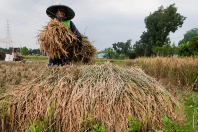 PERCUMA ADA BULOG..! KTNA: Kebijakan Bulog Prioritaskan Penyerapan Beras Berpotensi Merugikan Petani secara Langsung