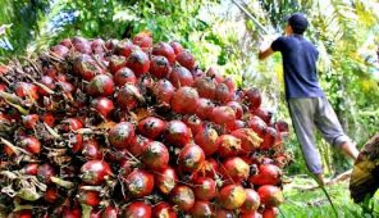 SEGERA LANGKAH SELANJUTNYA..! RI Menang di WTO, Pengusaha Sawit Indonesia Buka Suara