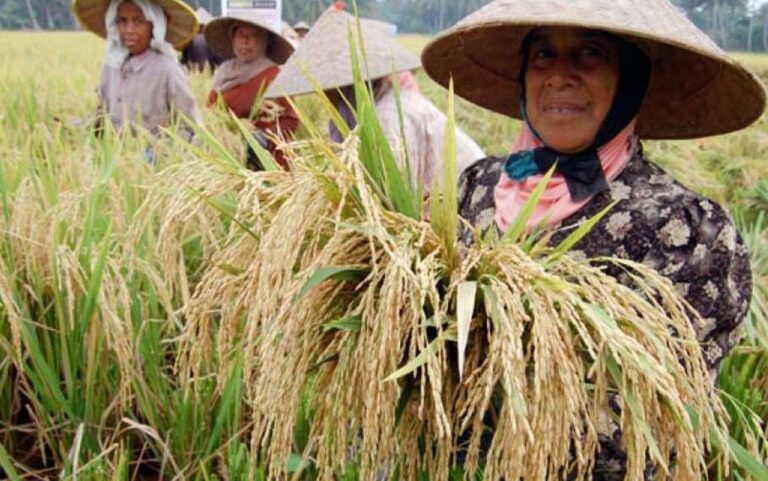 MANTAP BANGET NIH..! Capai Target Swasembada, Produksi Beras RI 2025 Diramal 34 Juta Ton
