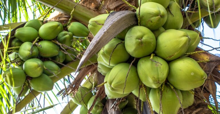 PASTIKAN NIH..! Mentan Amran akan Hilirisasi Kelapa, RI Bisa Untung Rp2.400 T/Tahun