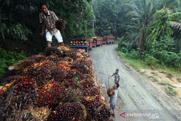 BELAJAR DARI BENCANA SUMATERA..! Institut USBA: Transisi Energi di Papua Harus Berawal dari Pengakuan Kedaulatan, Hutan Adat, dan Suara Orang Papua