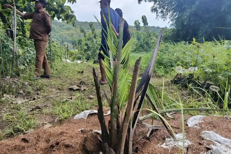 TERSEMBUNYI DI DAERAH INI..! Dedi Mulyadi Larang Tanam Pohon Sawit, Ini Temuan Lahan Ilegal dan Daerah Penghasil Sawit di Jabar